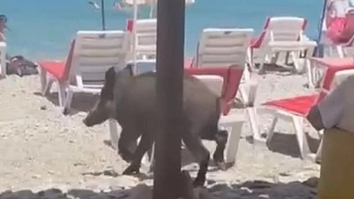 Kuşadası'nda ilginç olay! Yaban domuzu plaja indi