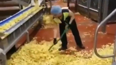 Bir cips üreticisinin üretim ortamı mide bulandırdı