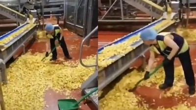 Cips fabrikasındaki görüntüler infial yaratmıştı! Gerçek çok başka çıktı