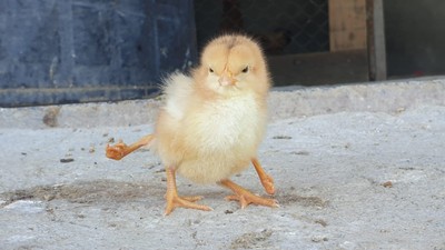 Bu civcivi görenler şaşırıyor! İşte nedeni...