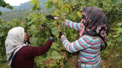 Fındıkta hasat vakti yaklaşıyor! Ordu'da fındık işçilerinin yevmiyesi ve diğer ücretler açıklandı | Fındık işçi yevmiyesi 2023