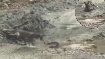 Görüntüler Türkiye'den! Belgeselleri aratmayan savaş: Tilki ile yılanın yaşam mücadelesi kamerada!
