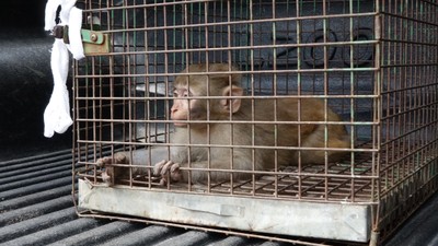 "Şakir" Bursa'yı karıştırdı! 5 gündür evlere giren makak maymunu yakalandı
