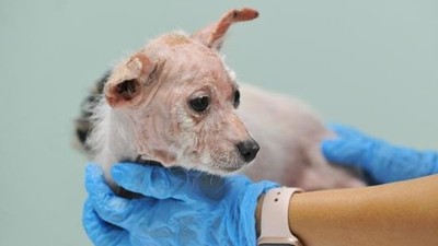 Bursa'da 'insanlık ölmüş' dedirten olay! Köpekleri çiftliğe kapatıp...