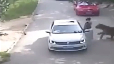 Aradan inen kadın kaplana yem oldu