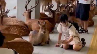 Japonya'da etkili olan sağanak yağış sırasında geyikler ve insanlar bir çatı altına saklandı
