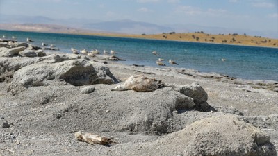 Van'da korkutan manzara! Martılar sıcaktan ölmeye başladı