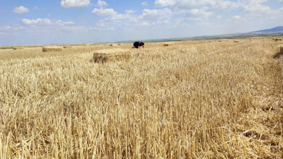 Dünyanın yeni sorunu tahıl krizi! Koronavirüs, Rusya-Ukrayna savaşı, kuraklık ve buğday silosunda patlama! Buğday fiyatları artar mı?