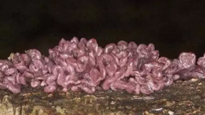 İşte dünyanın en tuhaf bitkileri! Ormanda yürüyüş yaparken dehşete düştü! Ölü adamın parmakları kan dondurdu