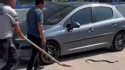 Araç muayenesinde yılan paniği! Eliyle tutup...