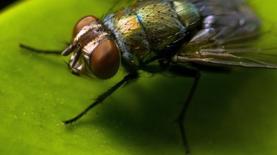 Sizi rahatsız eden o böceklerden kurtulmak bu kadar kolay!