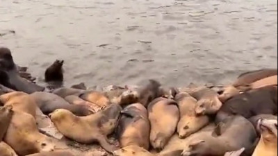 Tehlikeyi önceden sezen foklar bakın ne yaptı...