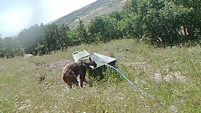 Fotokapana yakalanan ayının serinleme keyfi viral oldu