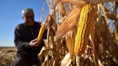 Son Dakika: TMO ton başına rakamı duyurdu: 2023 mısır alım fiyatı belli oldu