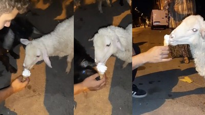 Karabük'te kuzusuna ve keçisine dondurma yediren vatandaş o anları kaydetti! Video sosyal medyada gündem oldu