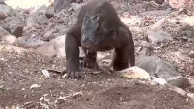 Yaşayan dinozor avını tek hamlede yuttu! Görenleri dehşete düşüren anlar | Vahşi doğada daha önce böylesi görülmedi