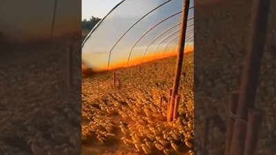Binlerce yavru ördek ilk defa suyla buluştu! O anlar sosyal medyada gündem oldu