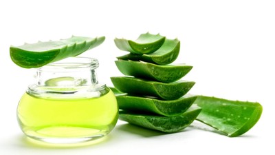 Aloe veranın faydaları nelerdir?