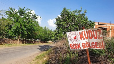 Artvin'de kuduz karantinası! Tam 6 ay sürecek