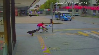 Sokak köpeğinin kovaladığı bisikletli yayaya çarptı! O anlar kamerada