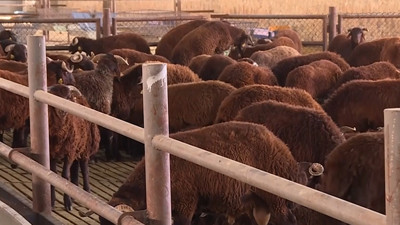 TKDK desteğiyle çiftlik kurdu mor Karaman koyunu yetiştiriyor!