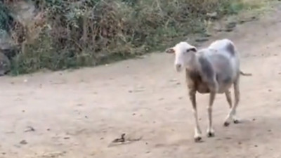 Kenevir serasına dalan koyunların yürüyüşü viral oldu!