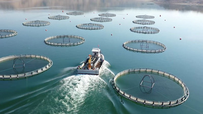 Türkiye'den yeni adım! Dünyada 9 milyardolarlık pazarı var! Bakanlık harekete geçti: Geliri 100 milyon doları bulabilir