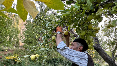 30 yıl önce İran’dan getirdiler! Şimdi ton ton üretip, paraya para demiyorlar