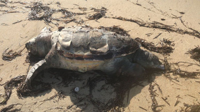 Edirne’de nesli tükenen canlılar arasında bulunana caretta caretta  ölü olarak karaya vurdu!