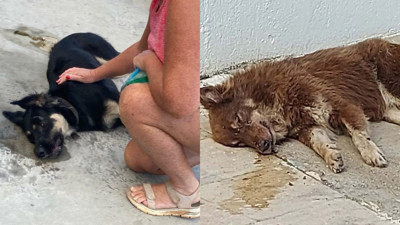 Bodrum'da 3 köpek zehirlenerek öldürüldü