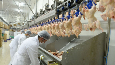 TÜİK: Yumurta, peynir, içme sütü üretimi arttı, tavuk eti üretimi azaldı