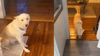 ABD'de sahibi evden gidince sarhoş olan köpek güldürdü