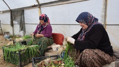 Bilecikli kadınların toplayıp temizlediği yeşil soğanlar sofralardaki yerini alıyor