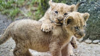 Yol kenarına yavru aslan bırakıldığı ihbarı, jandarmayı harekete geçirdi