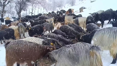 Muş'ta kışa hazırlıksız yakalanan besicilerin zor anlar yaşadı!
