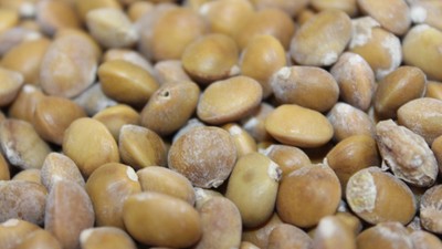 Şifalı bitkilerden bıttım 800 liradan alıcı buluyor