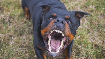 Rottweiler cinsi köpek sahibinin kolunu parçaladı