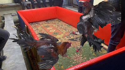 Hayvanları koruma derneğinde horoz dövüştürdüler! 145 bin TL ceza