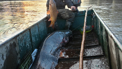 Edirne'de balıkçı ağına dev bir yayın balığı takıldı