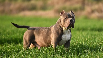 Almanya'da vahşi köpek can aldı!