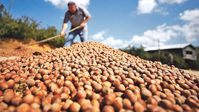 Doğu Karadeniz'in geçen yıl fındık ihracatı 1 milyar doları aştı