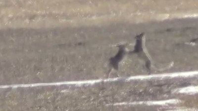 Kars’ta eşine kur yapan tilki kamerada