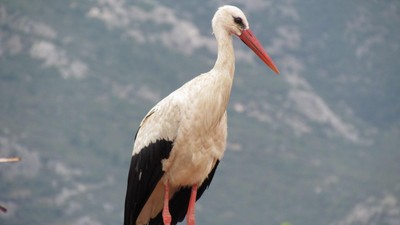Yılın ilk leyleği Aydın'da görüldü