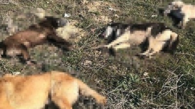 Çanakkale'de kan donduran canilik! 14 köpek zehirlenerek öldürdü