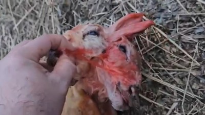 Balıkesir'in Gönen ilçesinde bir koyun çift kafalı olarak dünyaya geldi