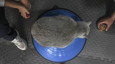Obez kedi Şiraz pilatesle zayıflıyor