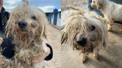 Kör ettiler, dişlerini söktüler! Merdiven altı köpek üretimine baskın