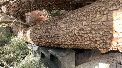 Seçim çalışmaları sırasında üzerine ağaç devrilen belediye başkanının ayağı kırıldı