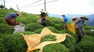 Çay ihracatı geçen seneye yüzde 85 fark attı