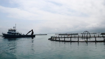 Samsun'da rekor! Geçen sene 8 bin 771 ton Türk somonu üretildi